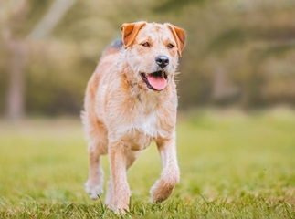 Border Terrier